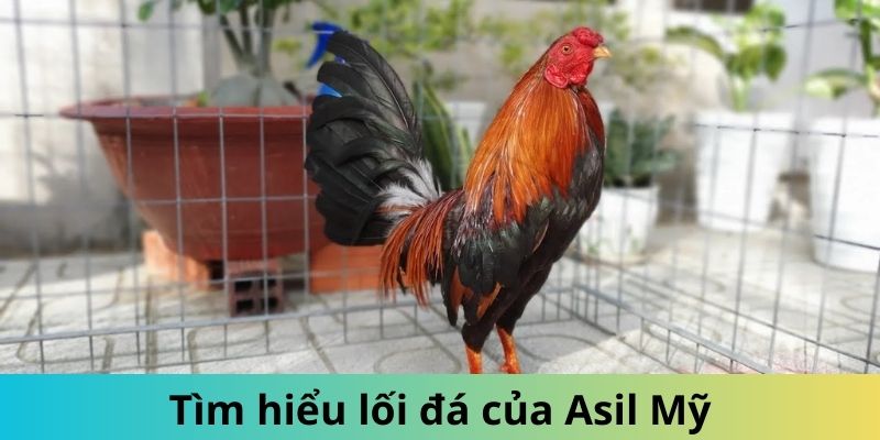 Gà Asil Mỹ - Giống Thần Kê Được Đông Đảo Kê Sư Săn Lùng 3 Trang Chủ Jun88.com #1 Việt Nam Lối đá sung mãn của các giống thần kê 2024